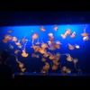 ameliabee07